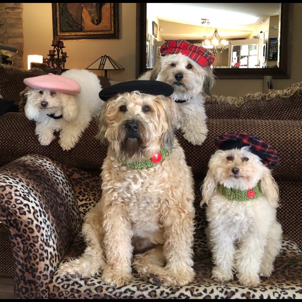 ⭐️Posh Ambassador II ⭐️ - Picture 7 of 16